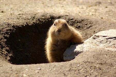 National Groundhog Day