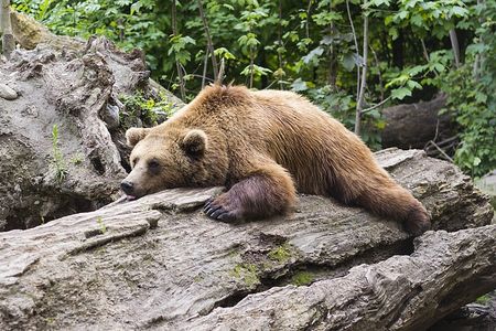 National Lazy Day